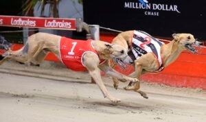 Ladbrokes Greyhound Results 2023